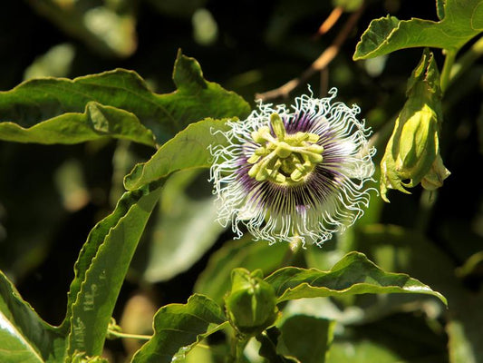 Willarra Gold Gift Card